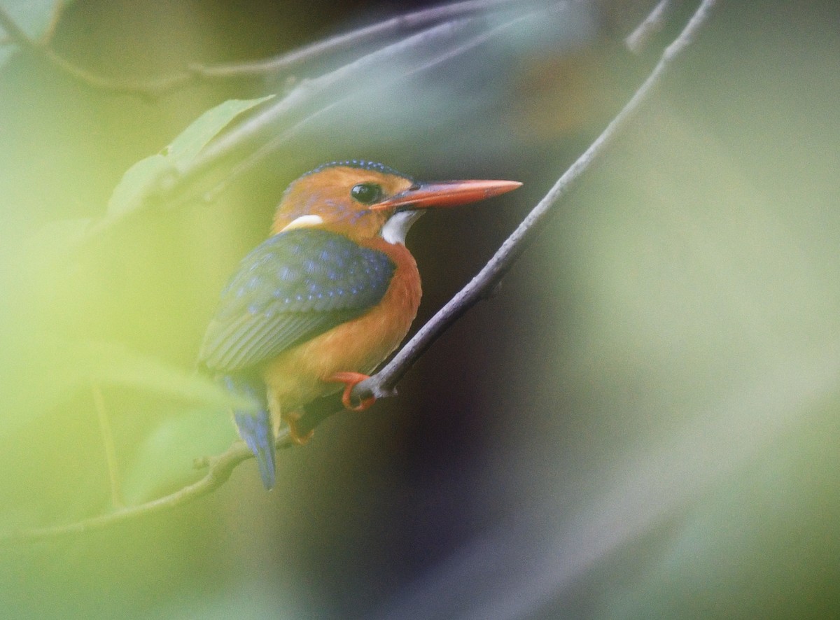 Martín Pigmeo Africano - ML646795381