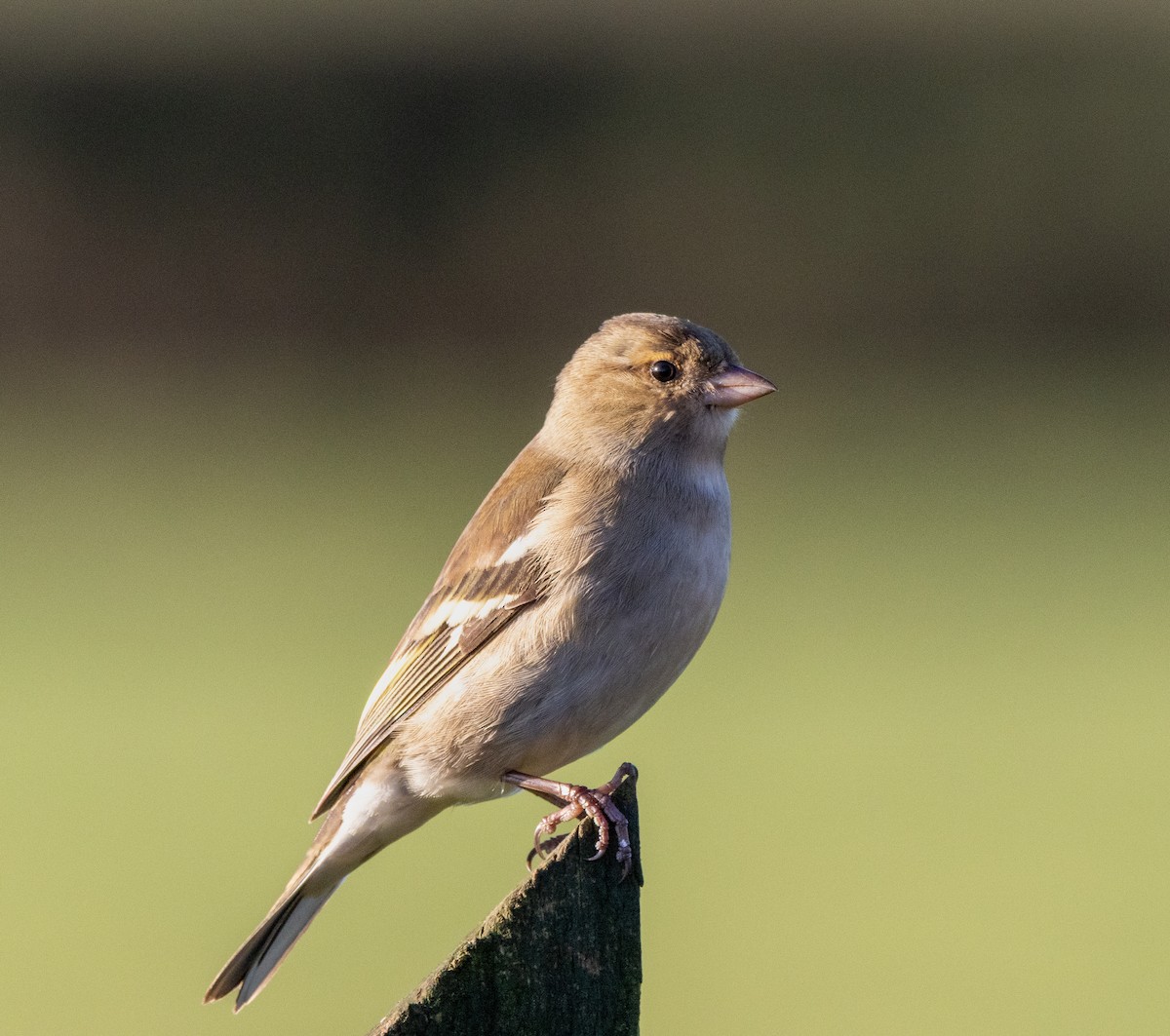 Зяблик - ML646795382