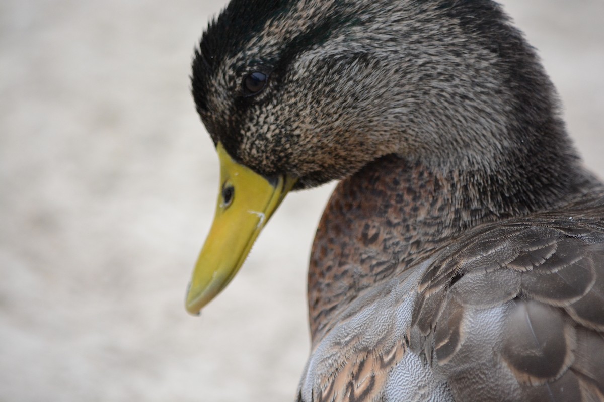 Mallard - ML646795385