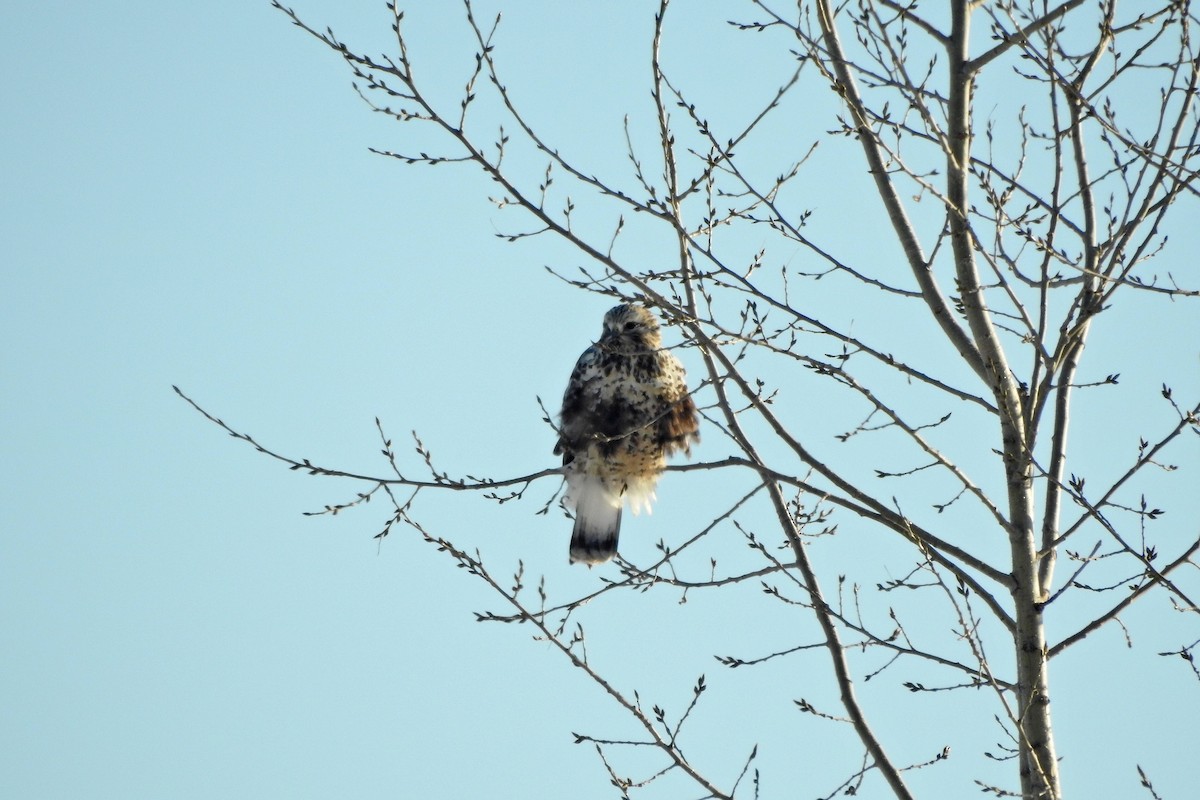 Rough-legged Hawk - ML646795387