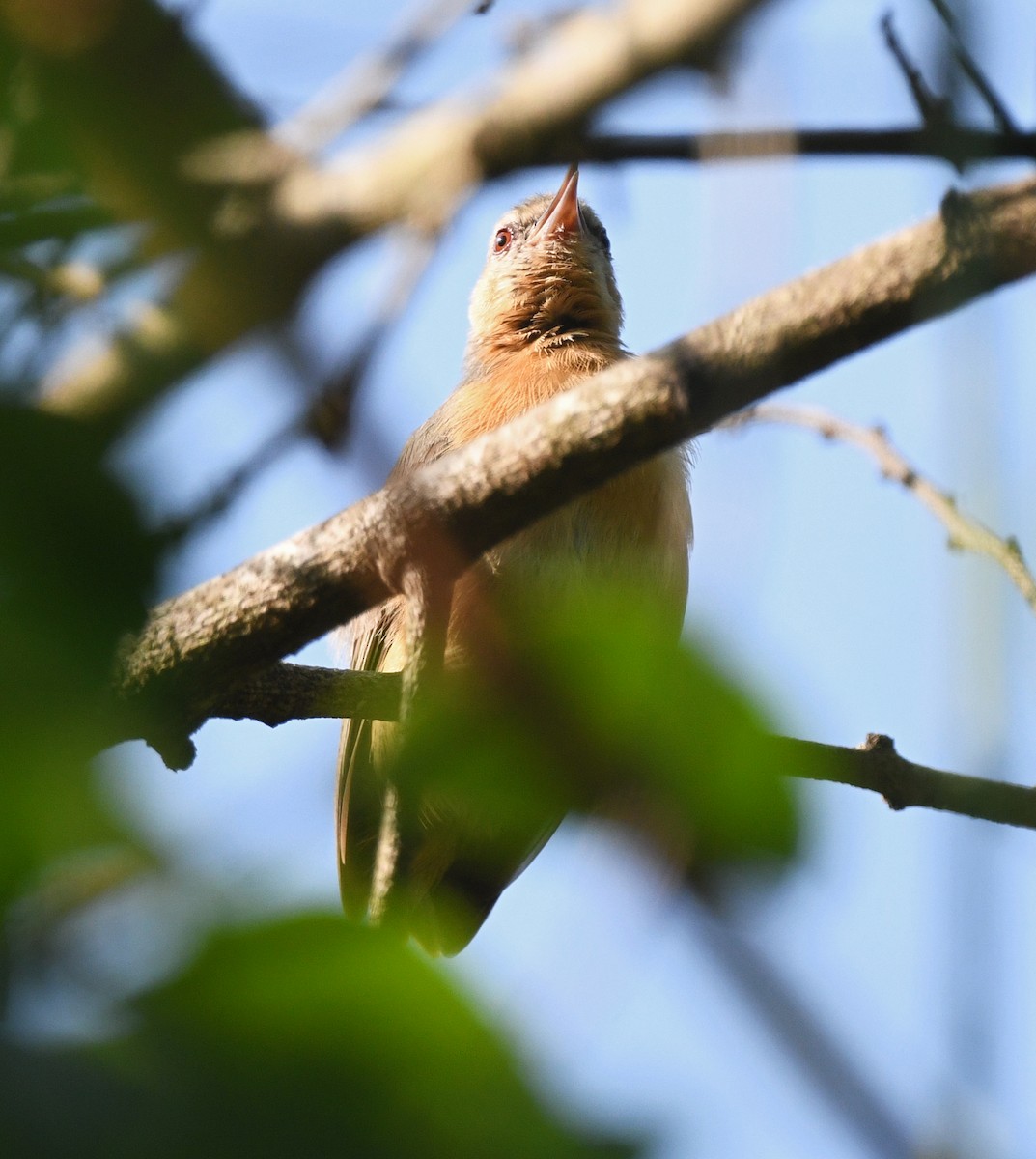 Crombec Norteño (Norteño) - ML646795388