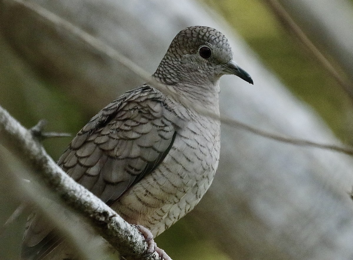 Inca Dove - ML646795391