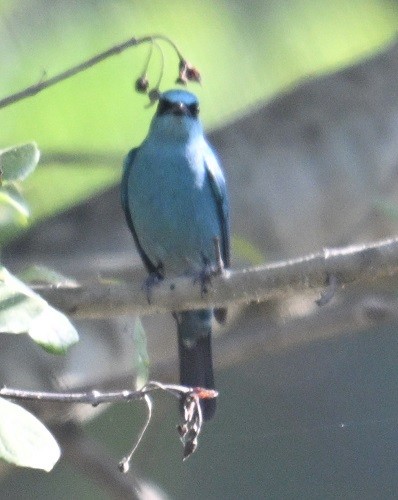 talassinfluesnapper - ML646795393