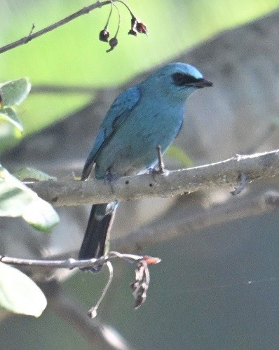 talassinfluesnapper - ML646795394