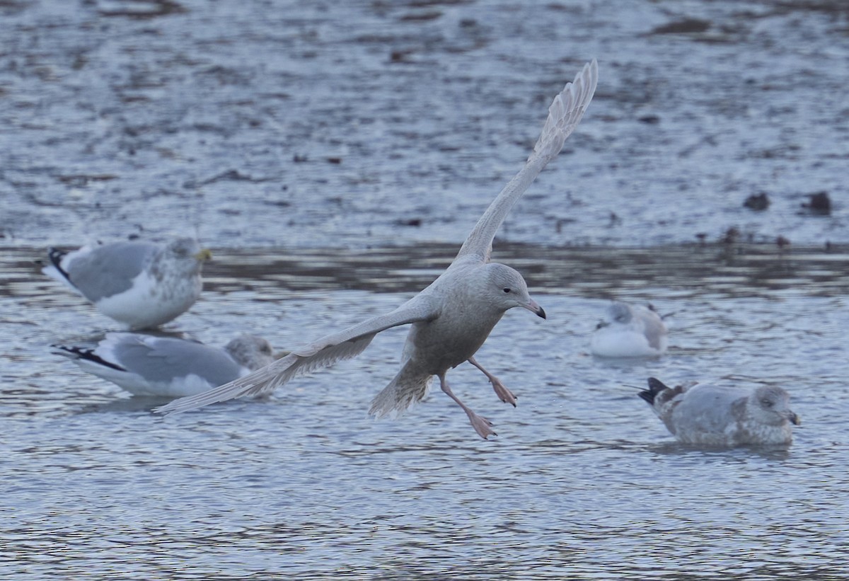 Glaucous Gull - ML646795395