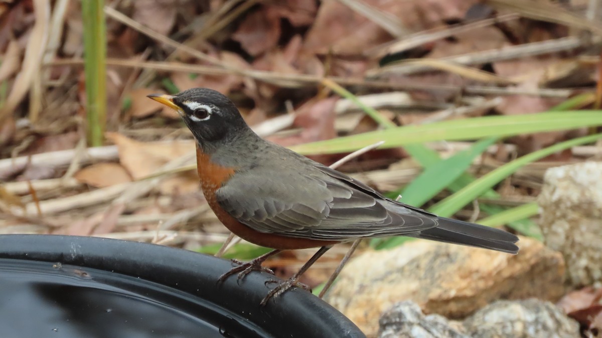 American Robin - ML646795397