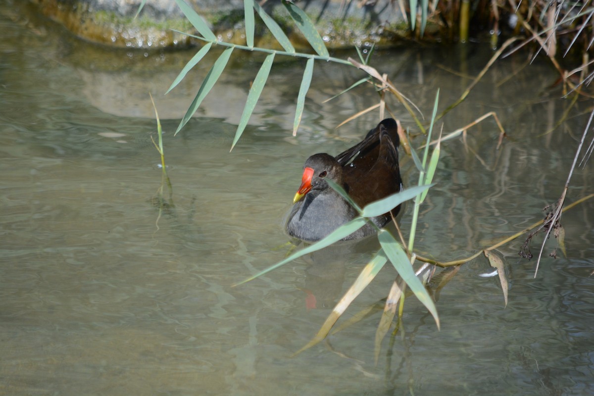 Eurasian Moorhen - ML646795398