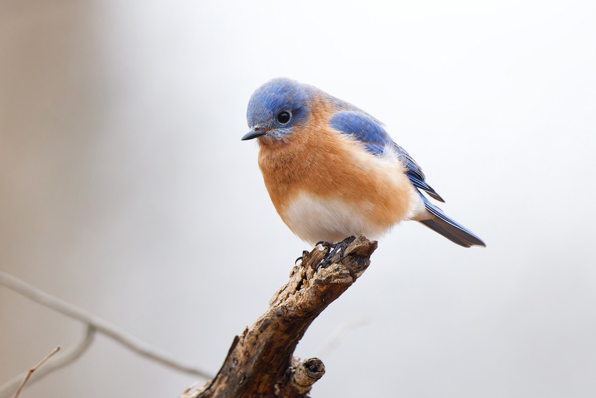 Azulejo Oriental - ML646795399