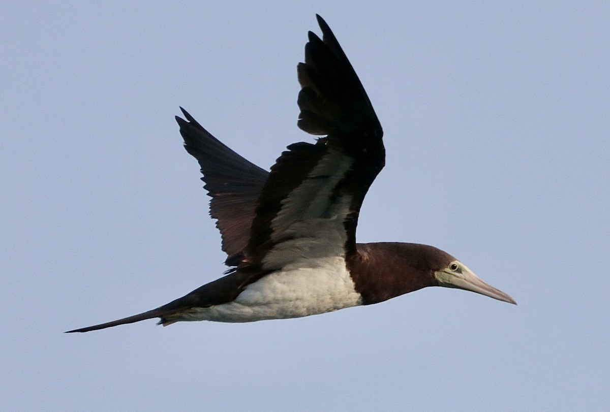 Cocos Booby - ML646795400