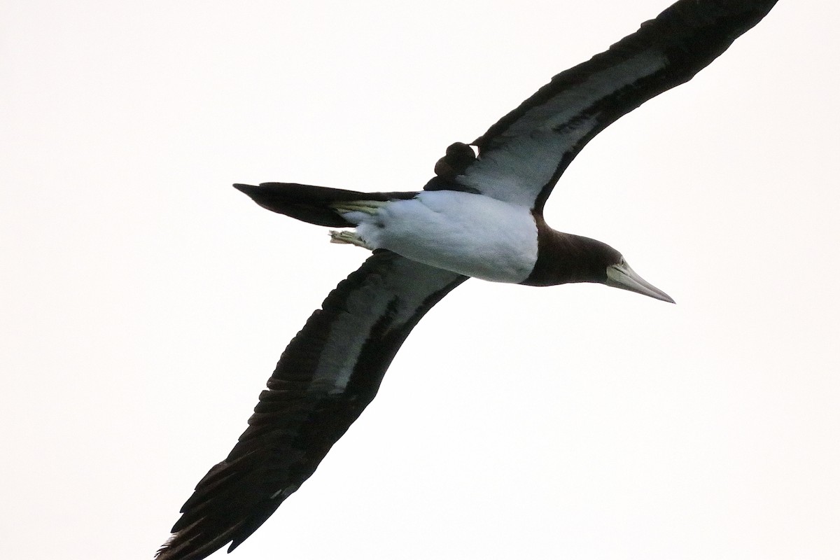 Cocos Booby - ML646795401