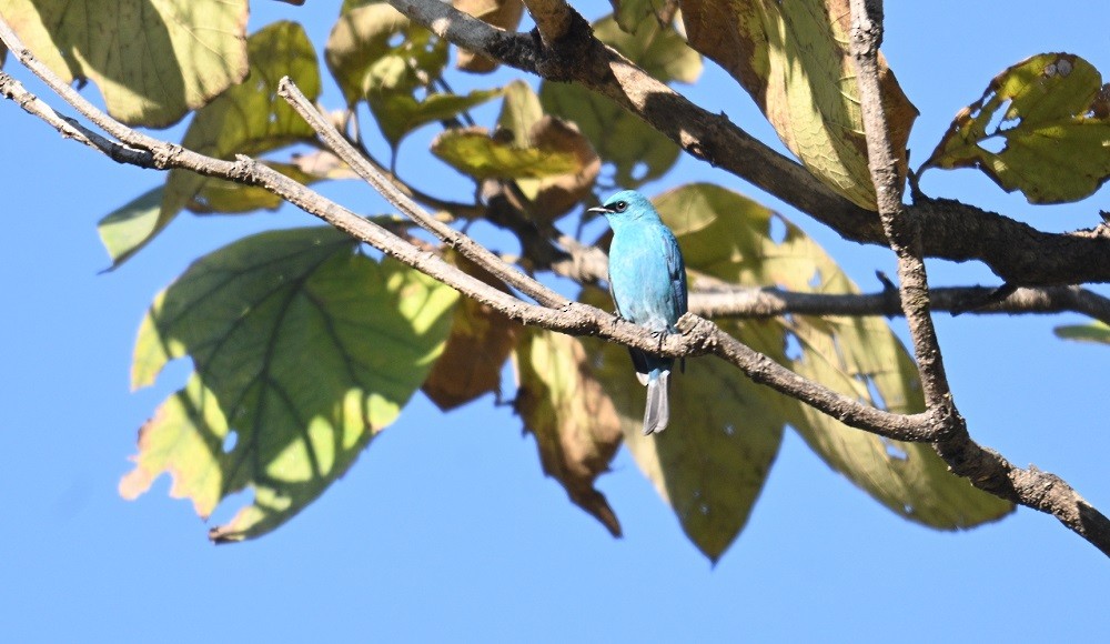 talassinfluesnapper - ML646795402