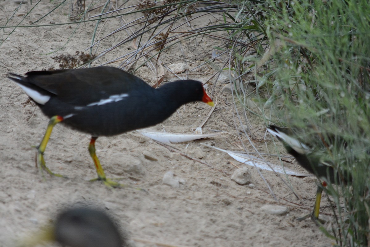 Eurasian Moorhen - ML646795405