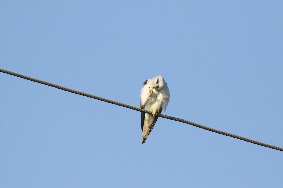 Black-winged Kite - ML646795406