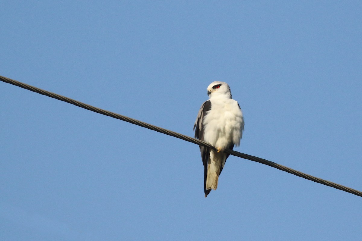 Black-winged Kite - ML646795407
