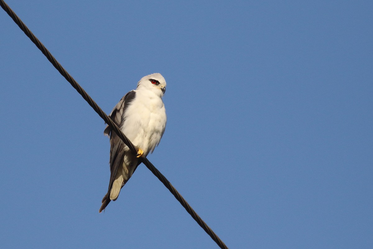 Black-winged Kite - ML646795408