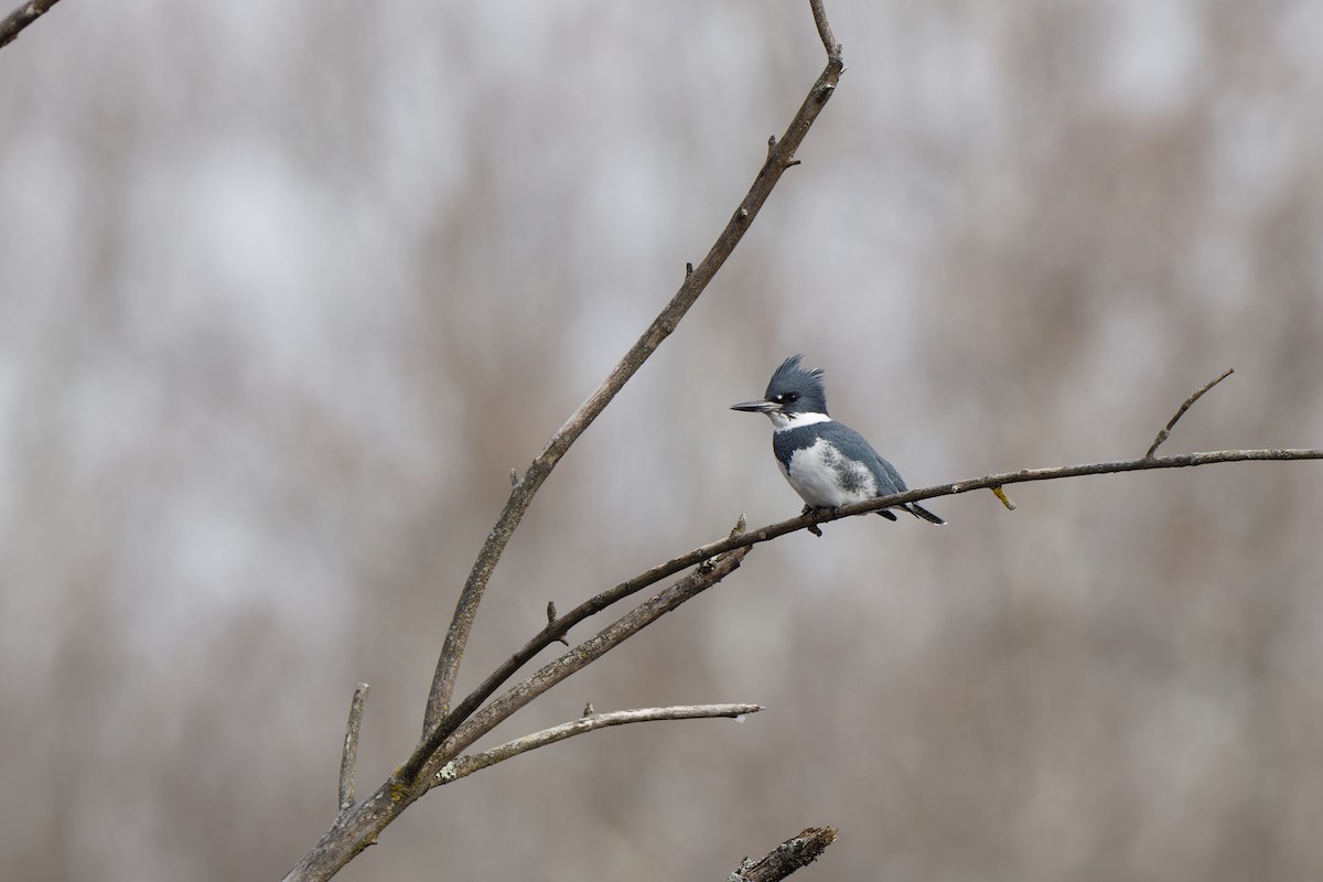 Martin-pêcheur d'Amérique - ML646795409