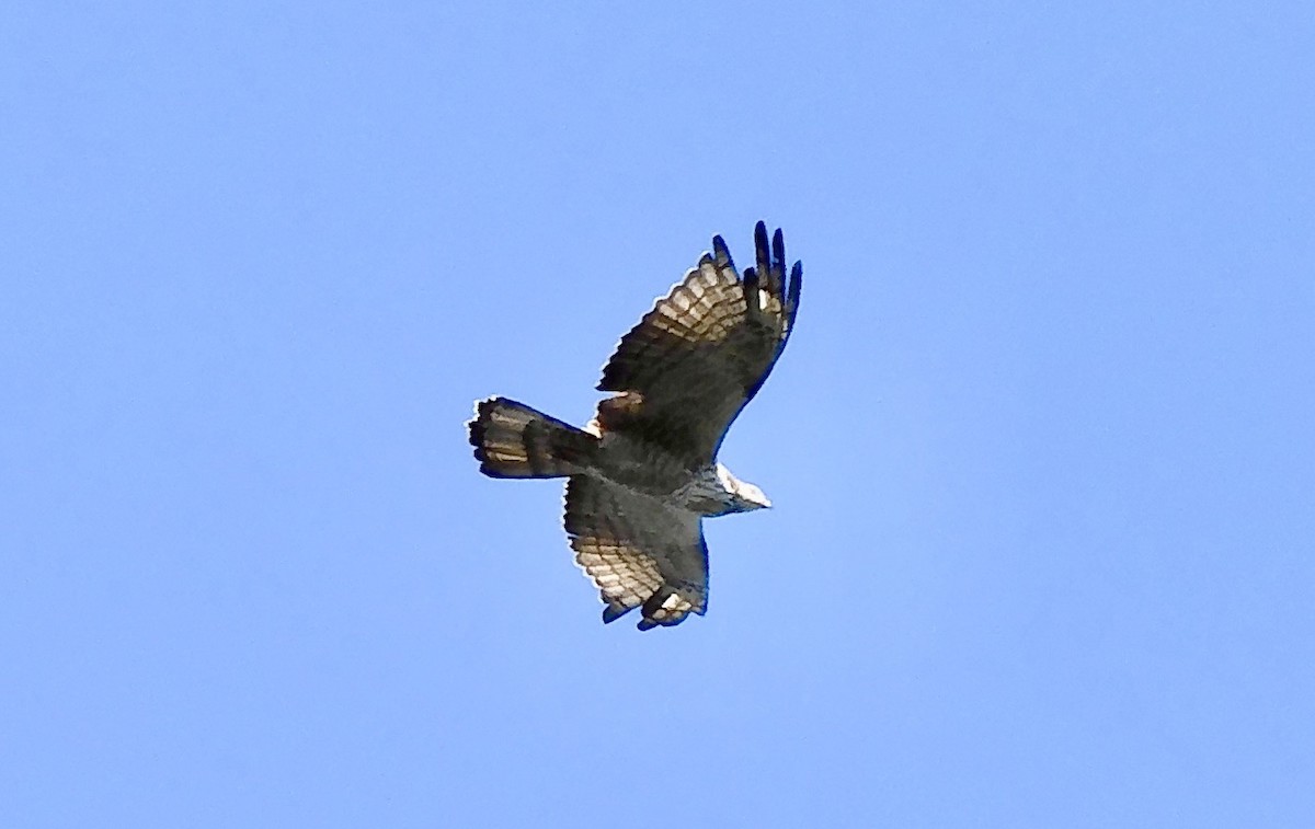 Oriental Honey-buzzard - ML646795410