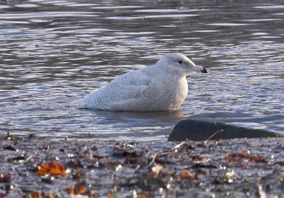 Glaucous Gull - ML646795411