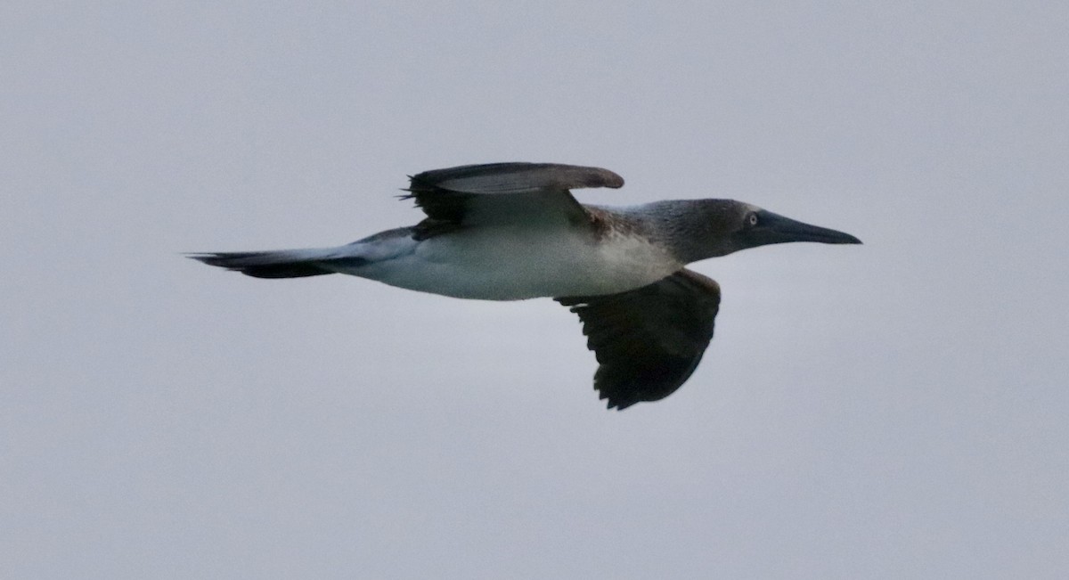 Blue-footed Booby - ML646795412
