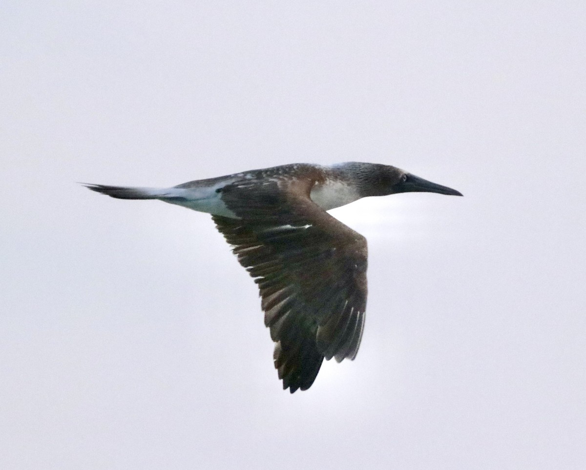 Blue-footed Booby - ML646795413