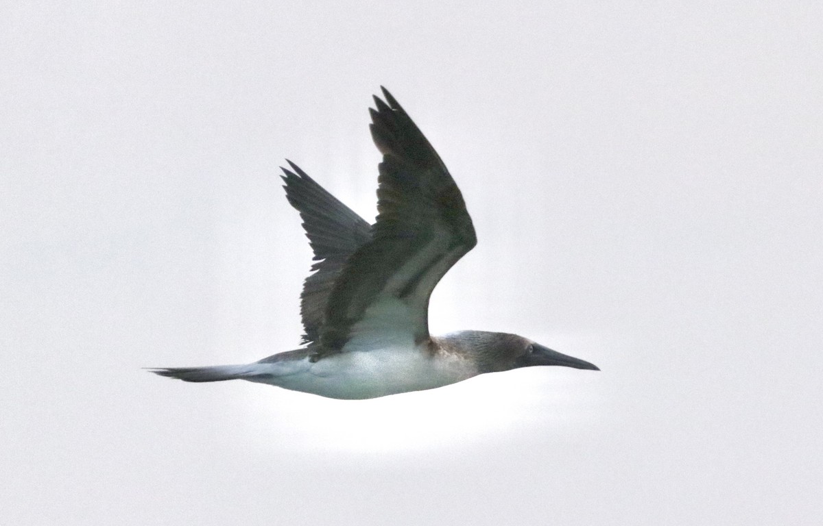 Blue-footed Booby - ML646795414