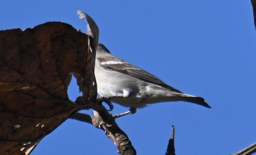 gulstrupesteinspurv - ML646795415