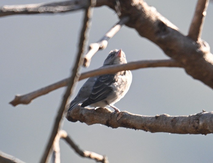 gulstrupesteinspurv - ML646795416