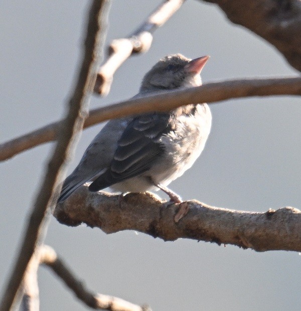 gulstrupesteinspurv - ML646795417