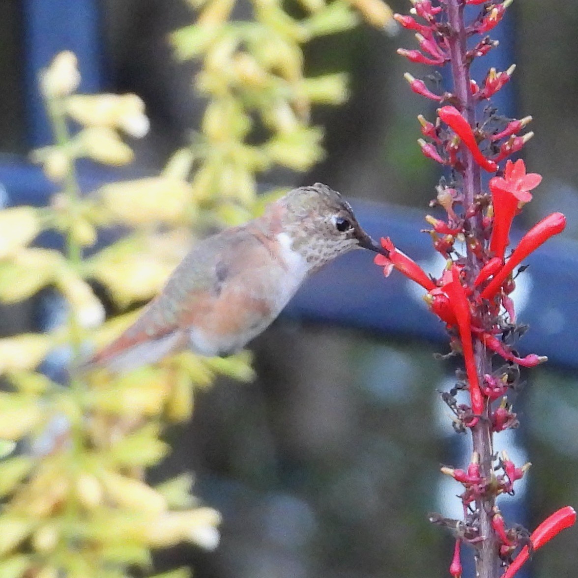 Rufous Hummingbird - ML646795418