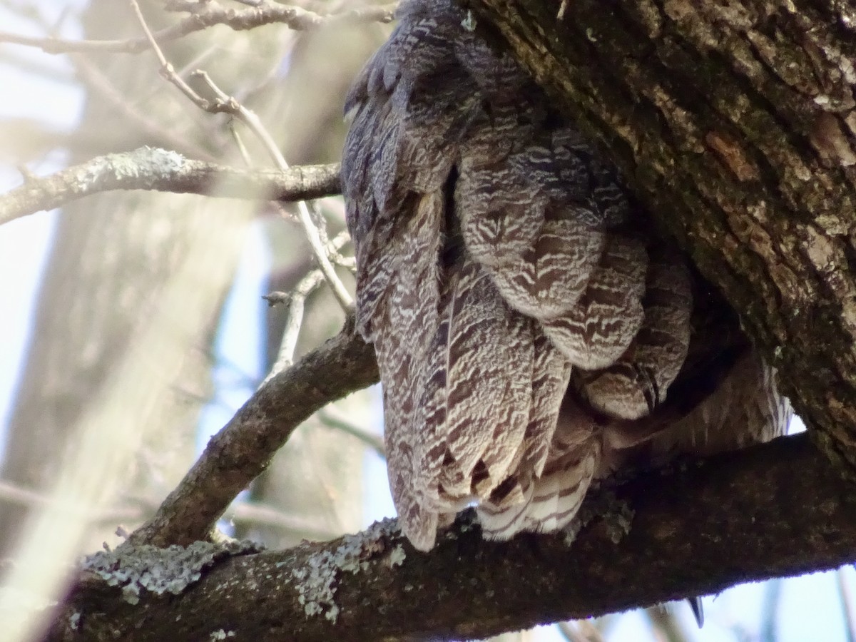 Great Horned Owl - ML646795419