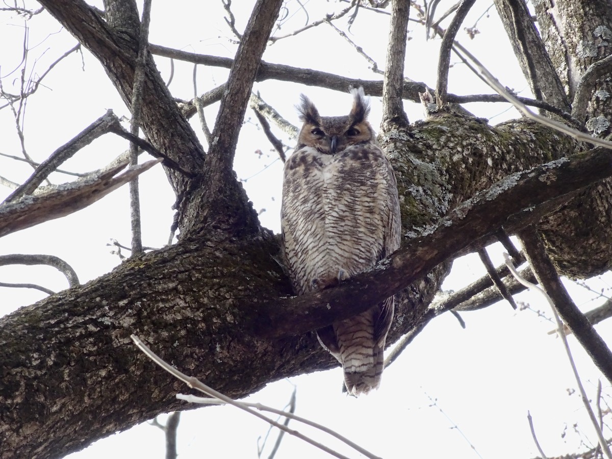 Great Horned Owl - ML646795420