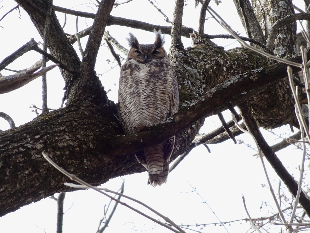 Great Horned Owl - ML646795421