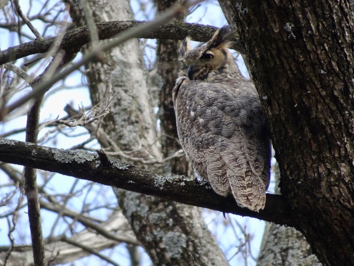 Great Horned Owl - ML646795422