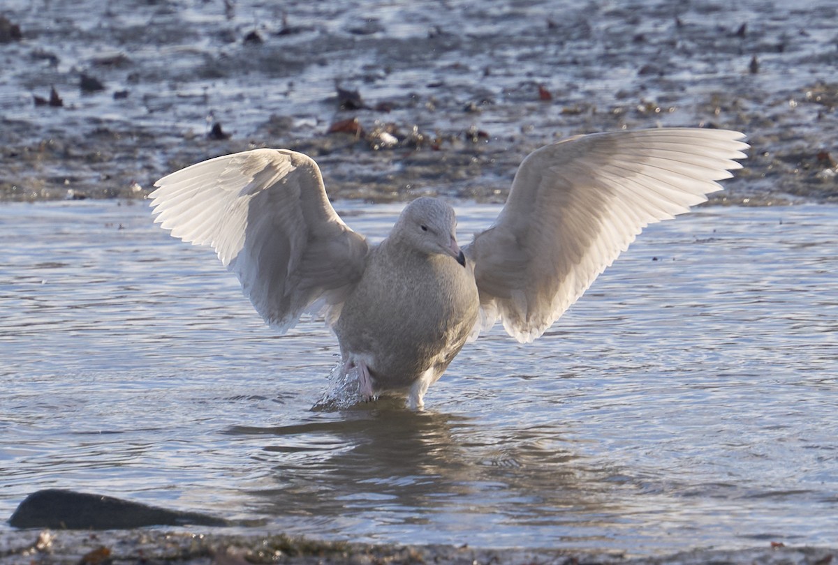Glaucous Gull - ML646795423