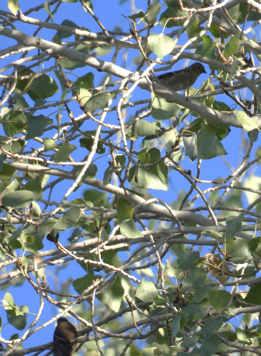 American Goldfinch - ML646795424