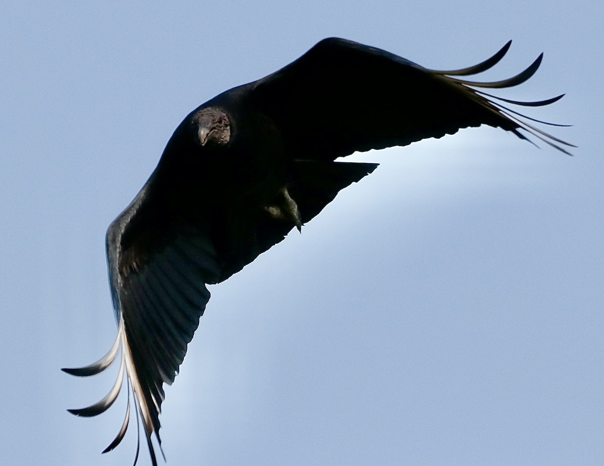 Rabengeier - ML646795425