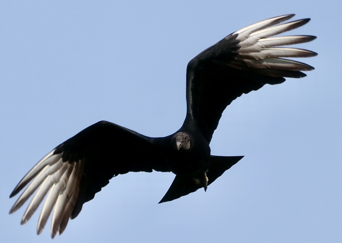 Rabengeier - ML646795426