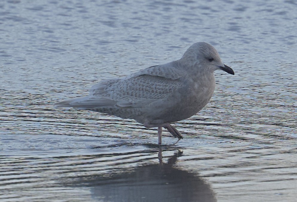 Iceland Gull (kumlieni) - ML646795428