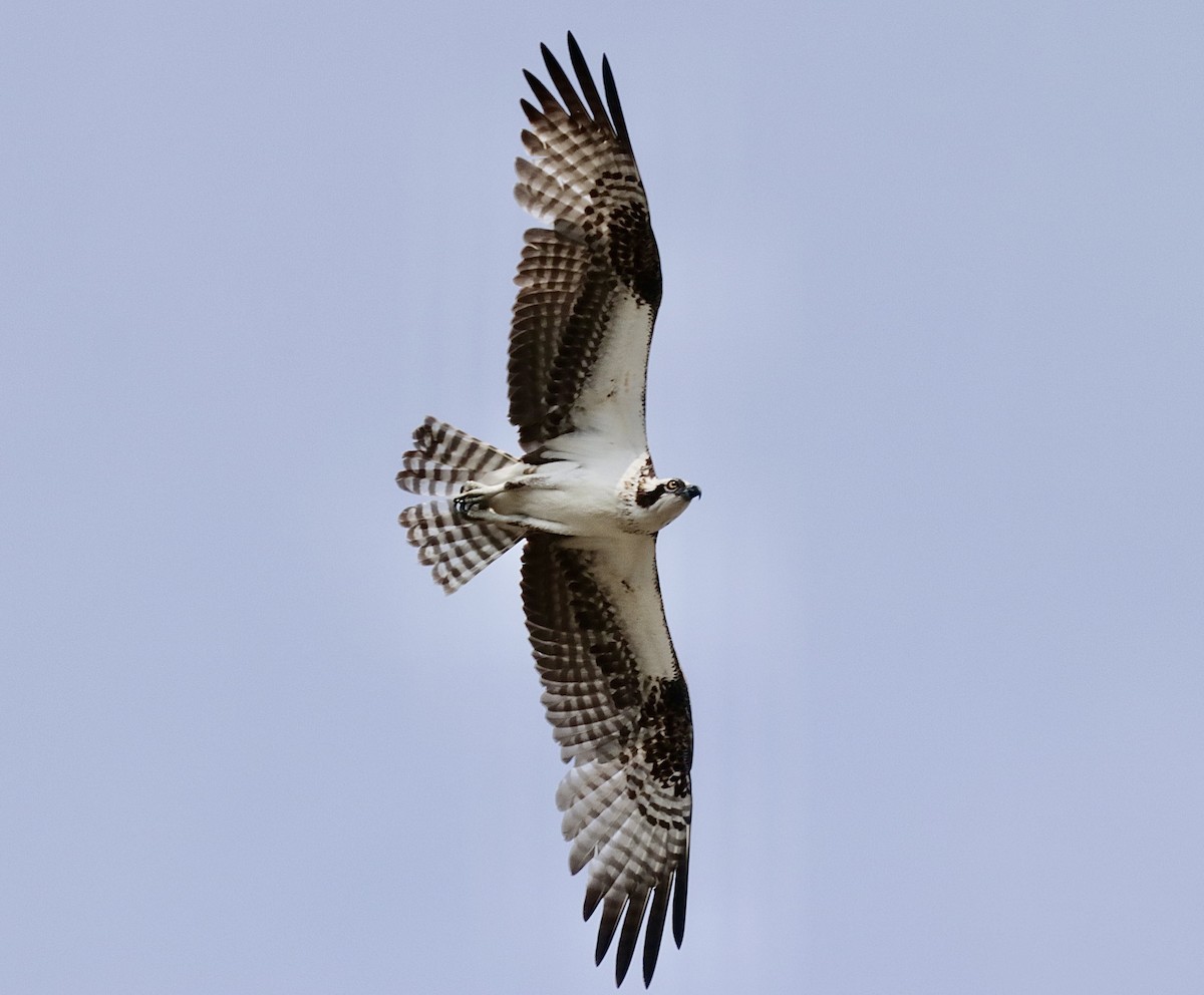 Osprey - ML646795429