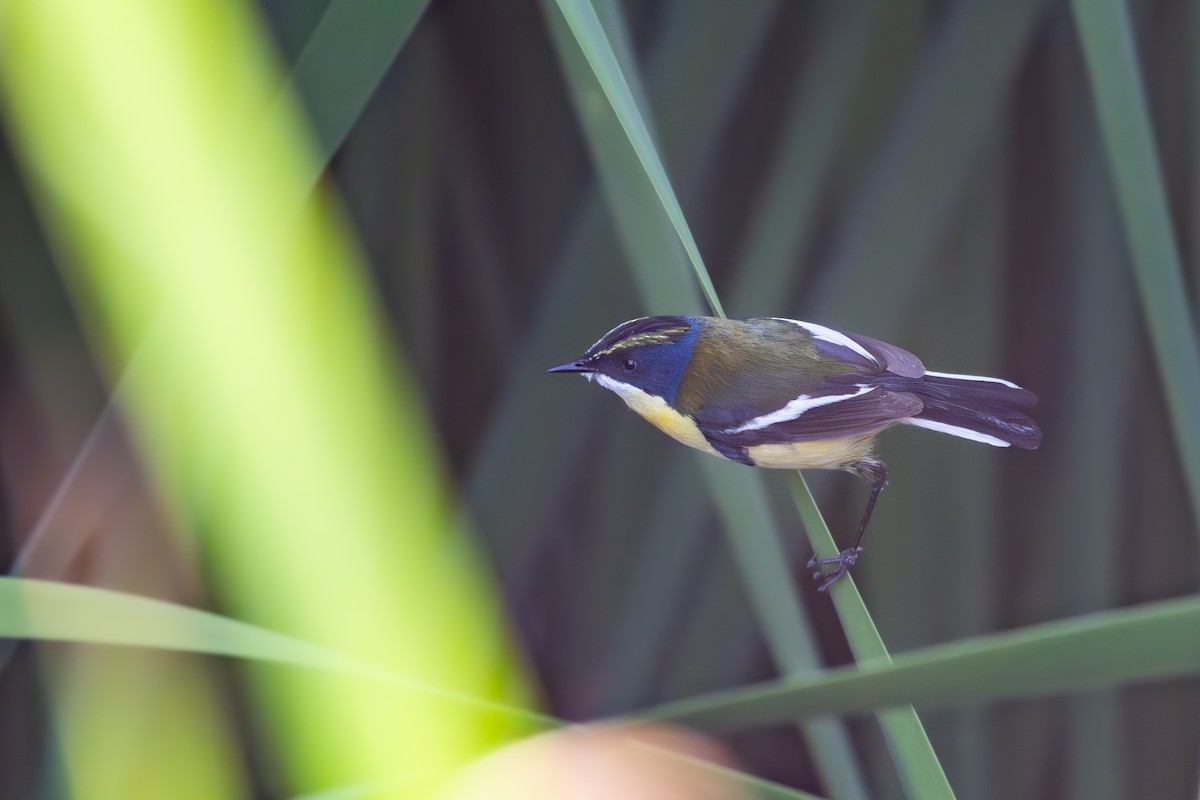 Many-colored Rush Tyrant - ML646795431