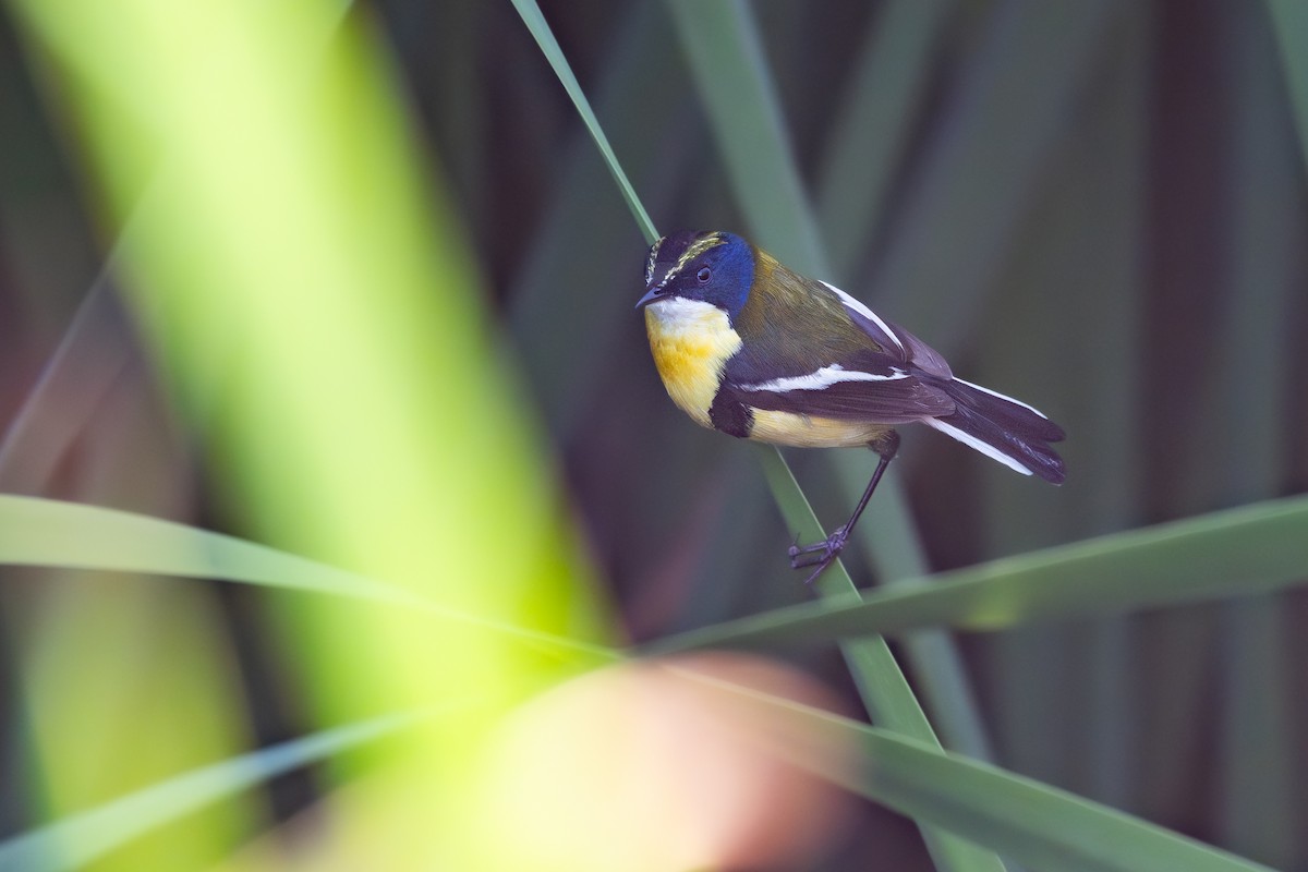 Many-colored Rush Tyrant - ML646795432