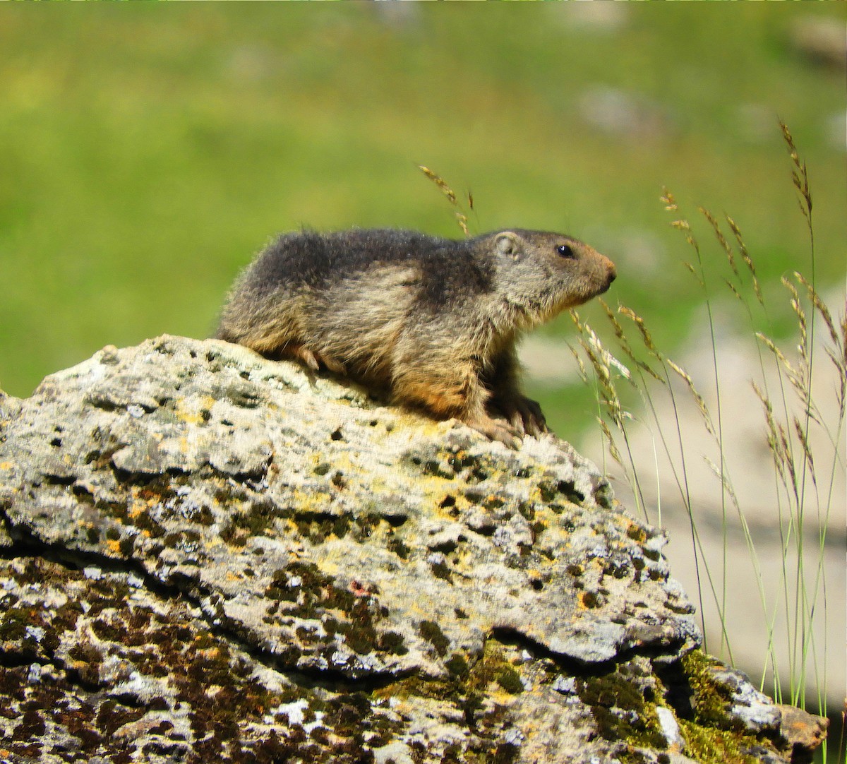 Alpine Marmot - ML646795433
