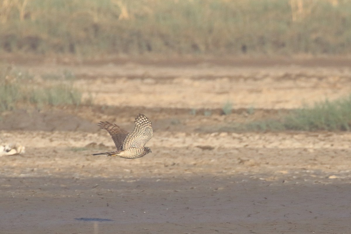 Eurasian Sparrowhawk - ML646795436
