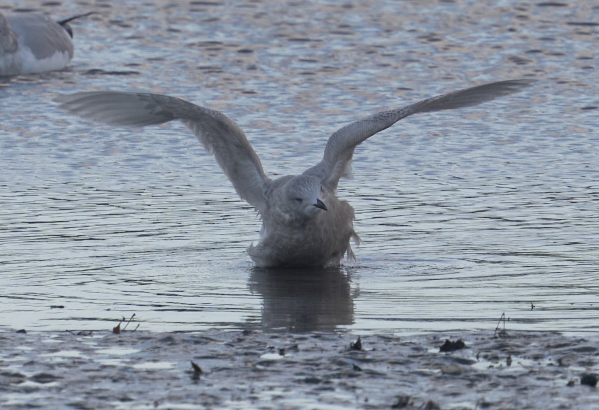 Iceland Gull (kumlieni) - ML646795437