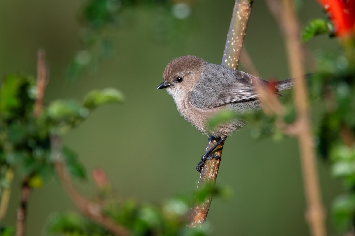 Mito Sastrecillo - ML646795439