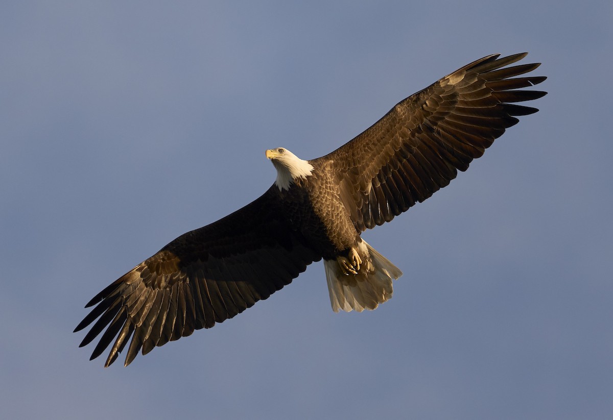 Pygargue à tête blanche - ML646795440