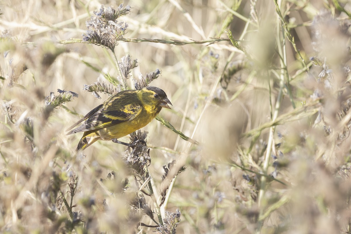 Black-chinned Siskin - ML646795443