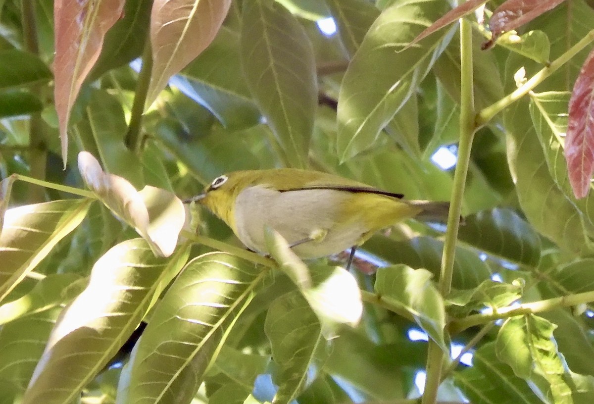 Indian White-eye - ML646795445
