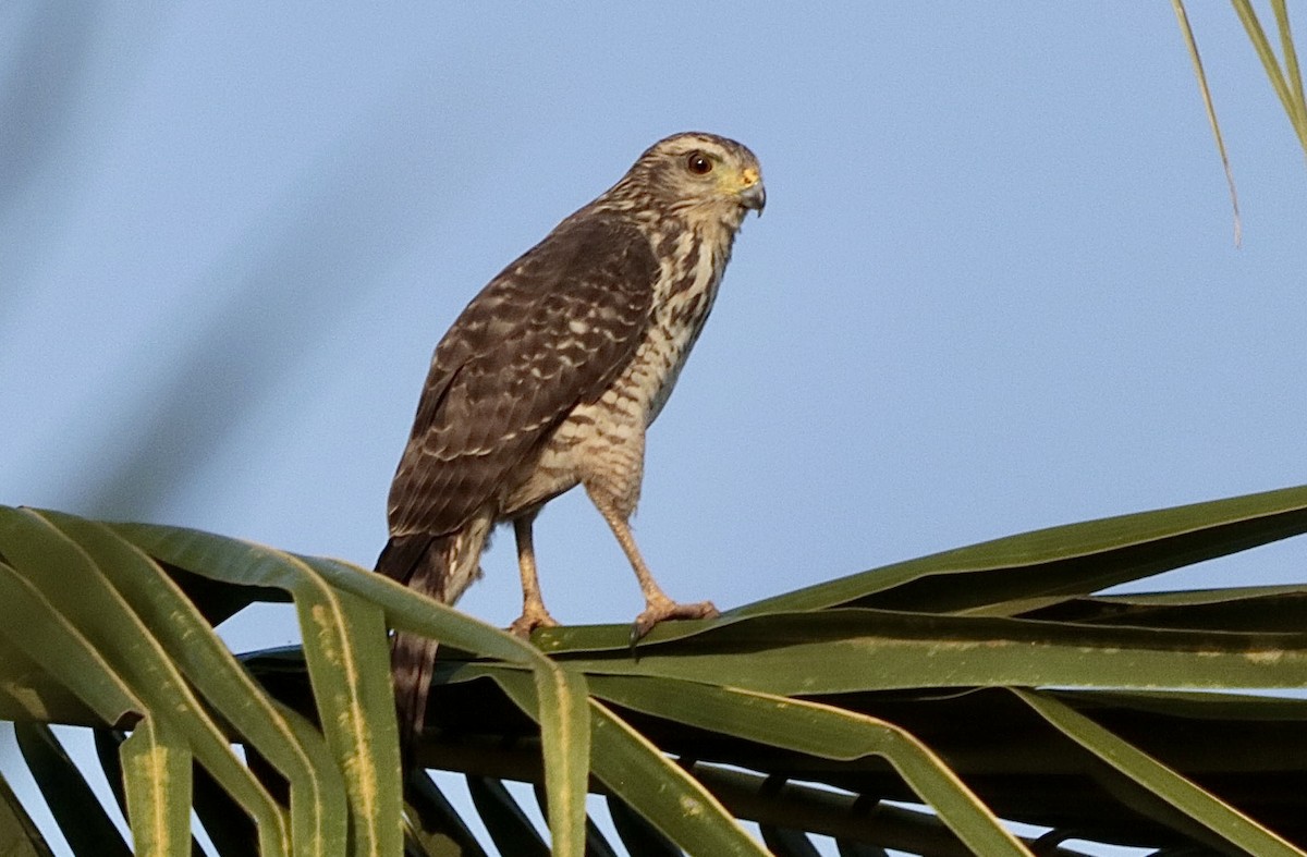 Roadside Hawk - ML646795446