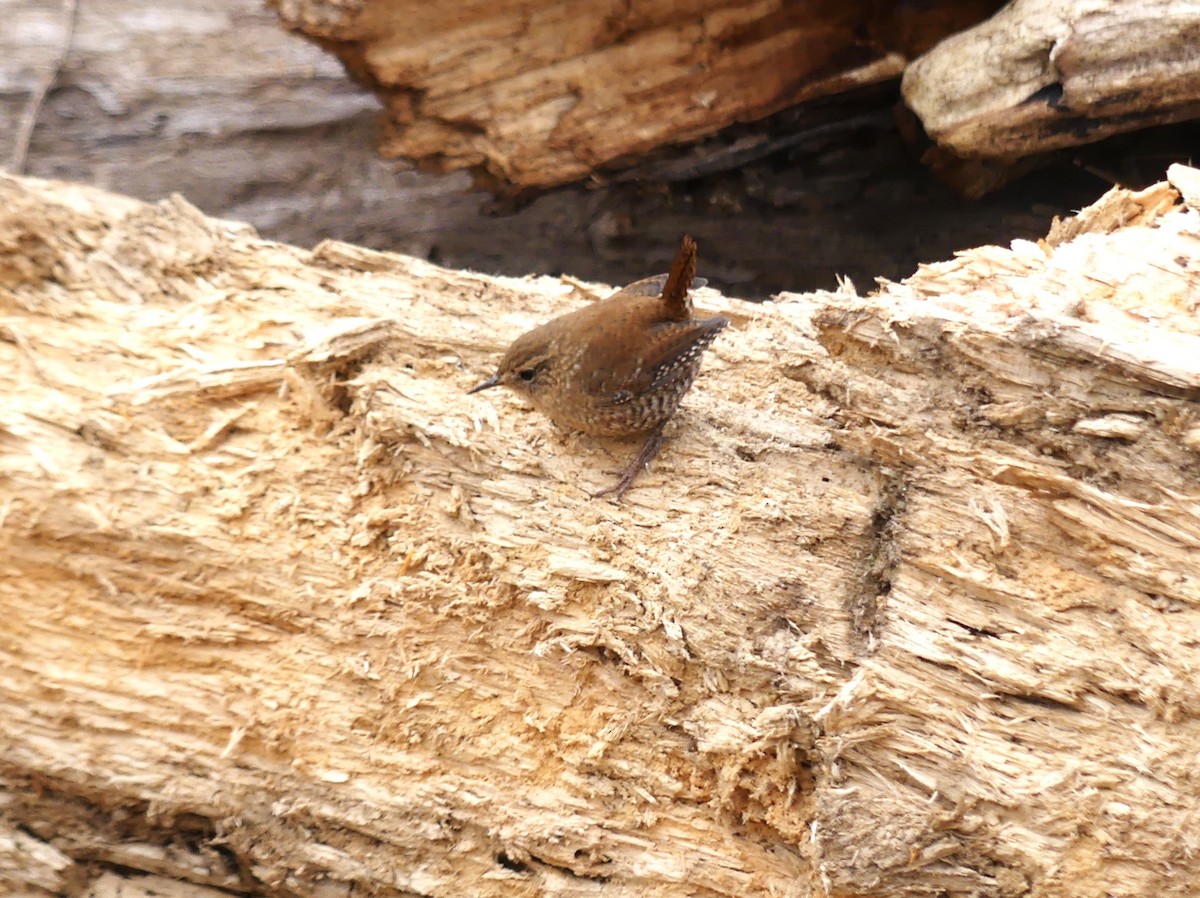 Orman Çıtkuşu - ML646795447